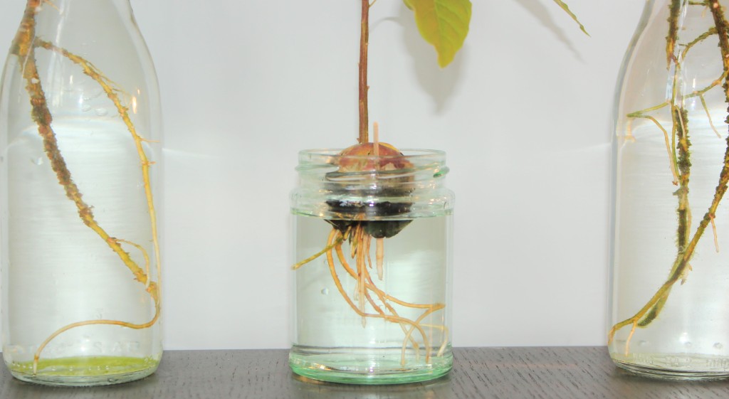 Sprouted avocado seedling in jars full of water.